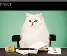 Portfolio - Gourmet Cat Food